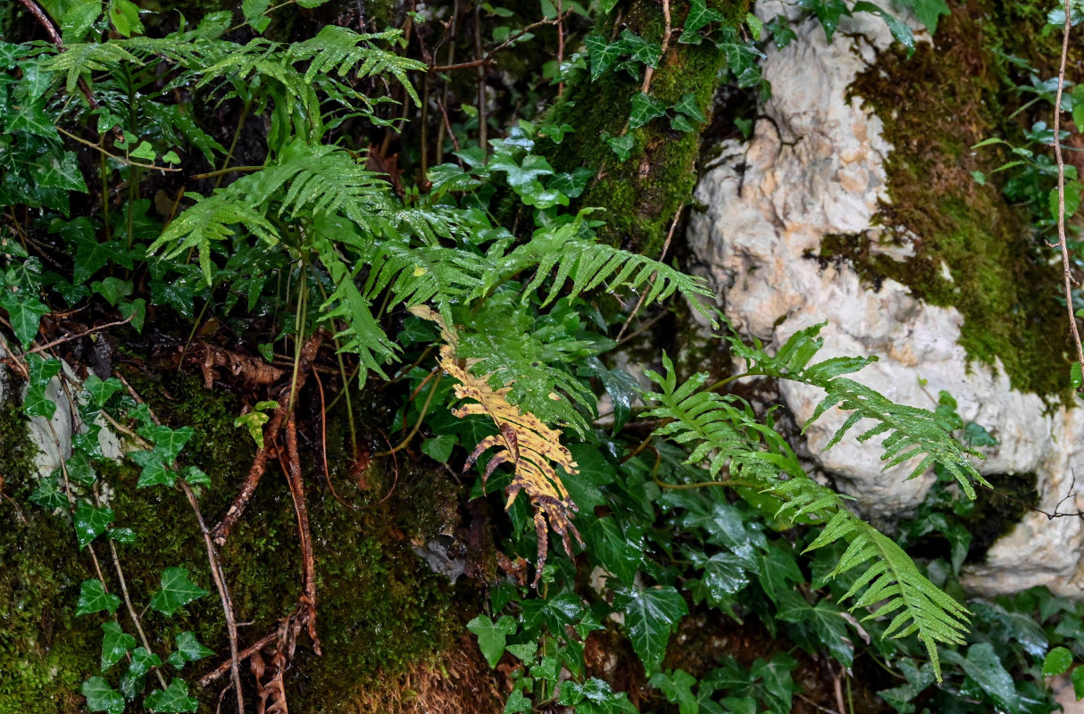 Изображение особи Polypodium cambricum.