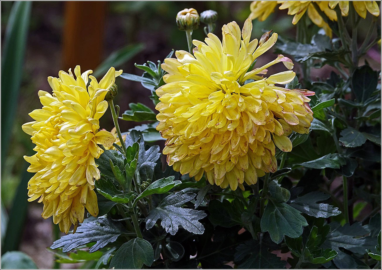 Image of Chrysanthemum indicum specimen.