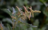 Atriplex tatarica