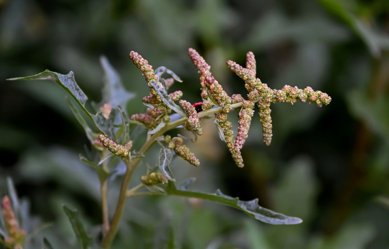 Изображение особи Atriplex tatarica.
