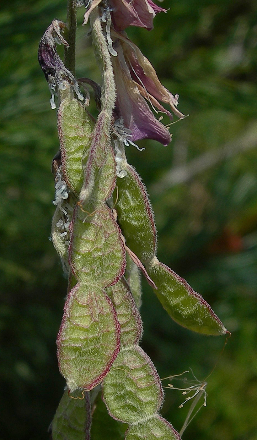 Image of Hedysarum cisbaicalense specimen.