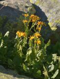 Senecio taraxacifolius. Цветущее растение. Карачаево-Черкесия, Карачаевский р-н, Большой Кавказ, правый борт долины р. Узункол, южный склон горы Чатбаши в р-не \"нижних чатских ночёвок\", ≈ 2880 м н.у.м., среди камней. 26.07.2023.