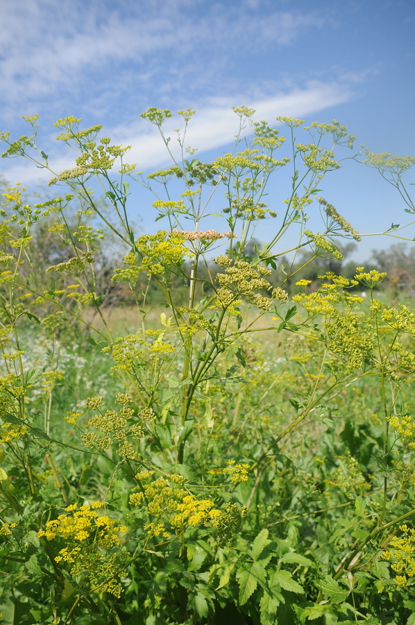 Image of Pastinaca sativa specimen.