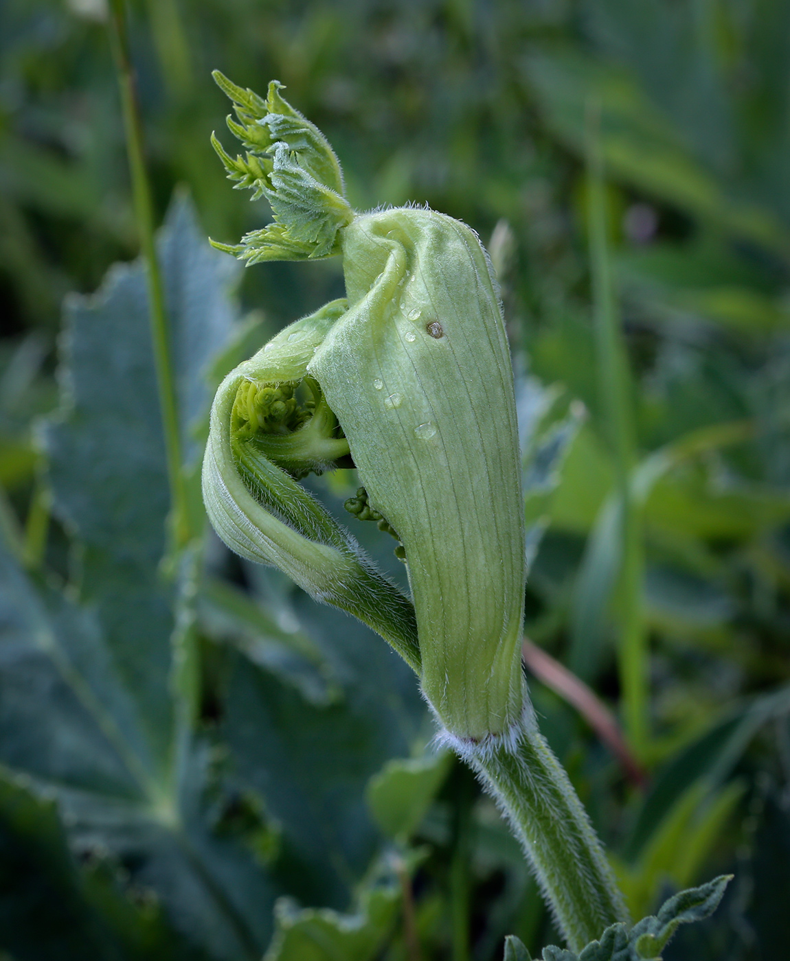 Image of Heracleum sibiricum specimen.