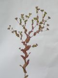 Bupleurum rotundifolium. Верхушка плодоносящего растения. Республика Молдова, пригород Кишинёва. 4 августа 2010 г.