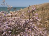 Limonium scoparium. Веточка цветущего растения. Крым, Керченский п-ов, Приазовье, Генеральские пляжи, петрофитная степь на приморском склоне. 18.08.2018.