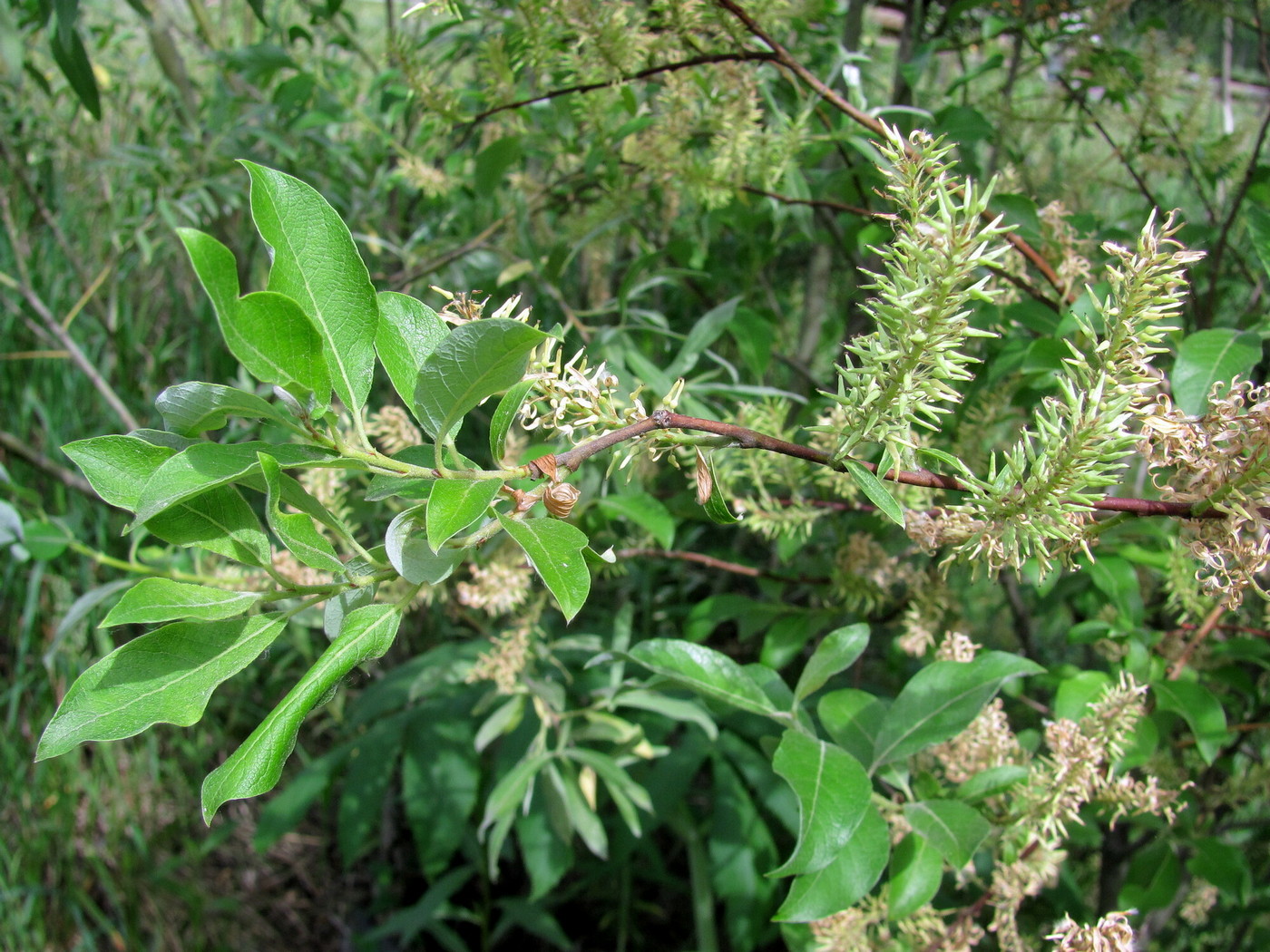 Image of Salix bebbiana specimen.