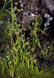 Juncus turczaninowii