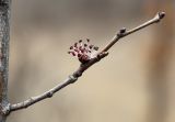 Ulmus macrocarpa