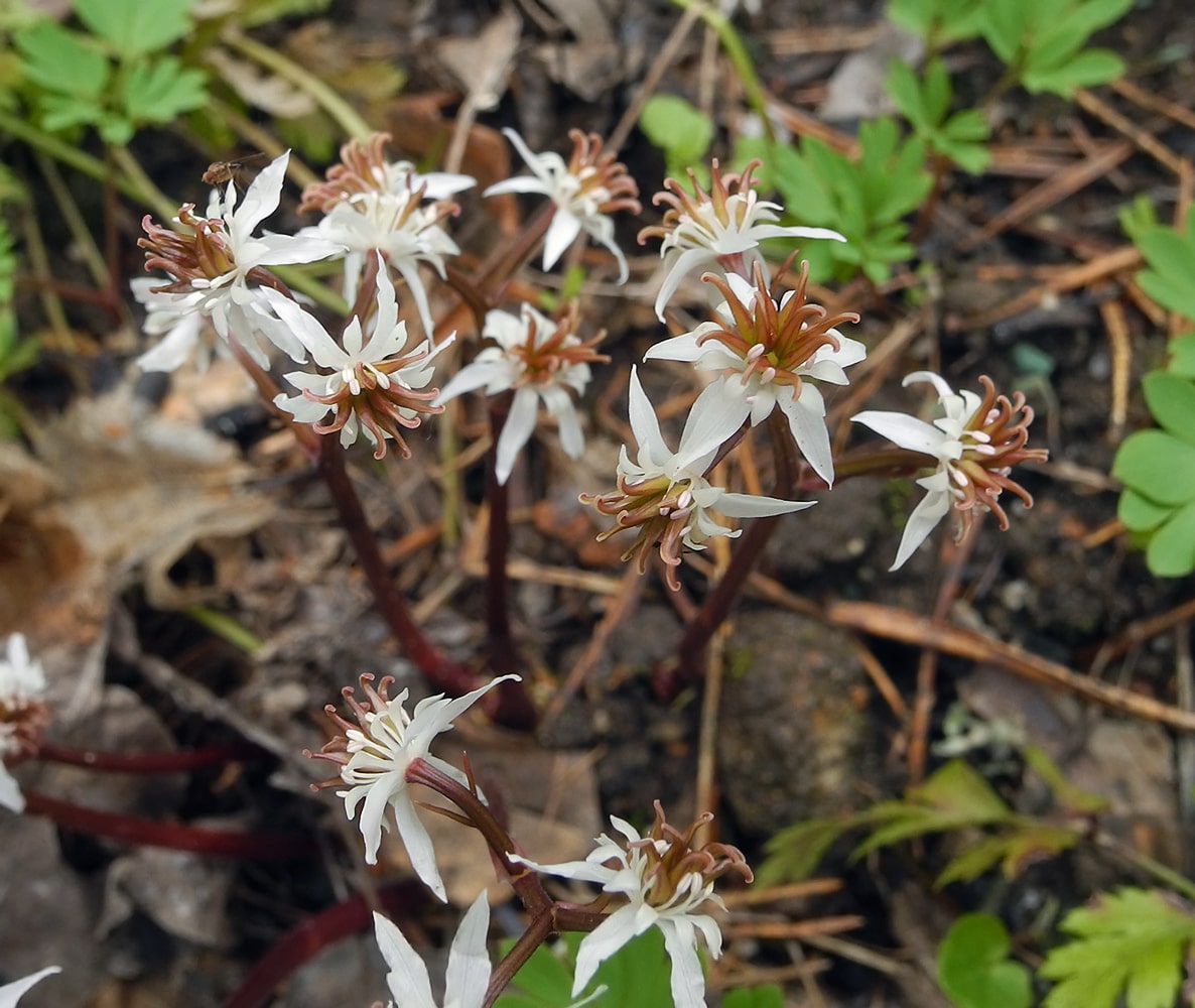 Image of Coptis japonica specimen.