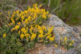 genus Chamaecytisus