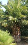 Jubaea chilensis