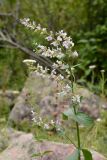 Nepeta nuda