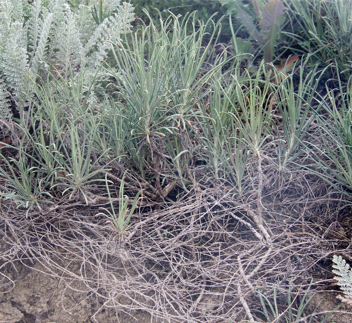 Image of Jurinea stoechadifolia specimen.
