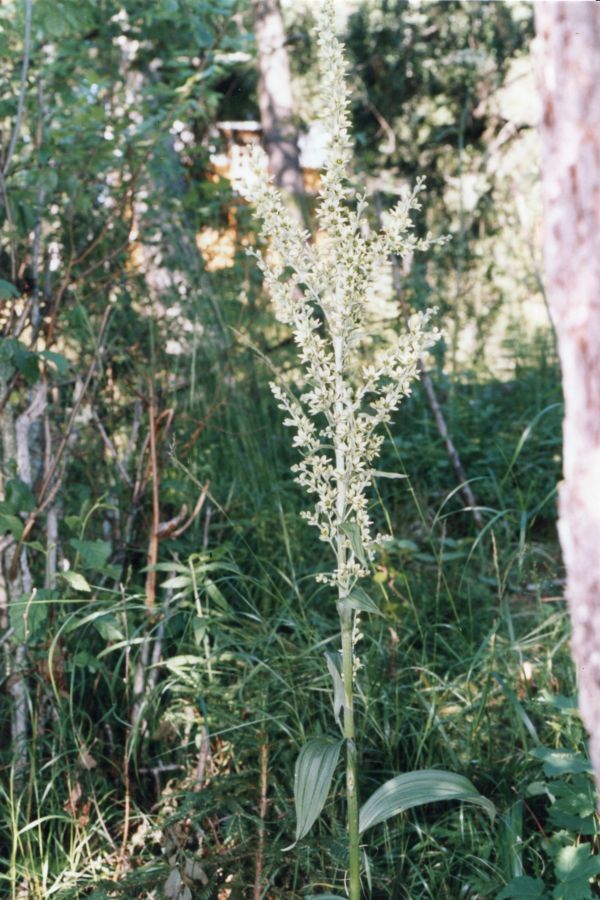Image of Veratrum lobelianum specimen.