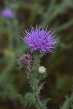 Carduus acanthoides