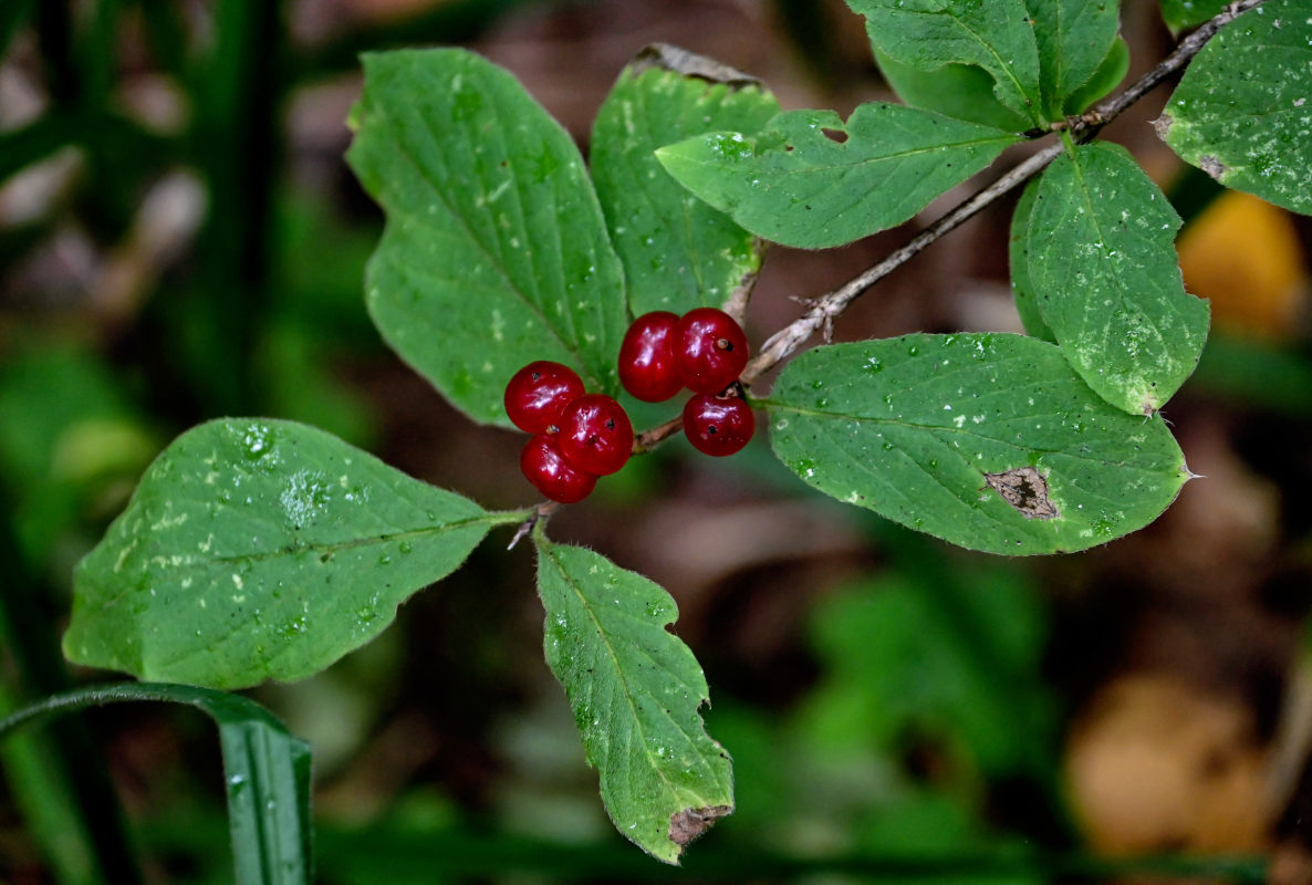 Image of Lonicera xylosteum specimen.