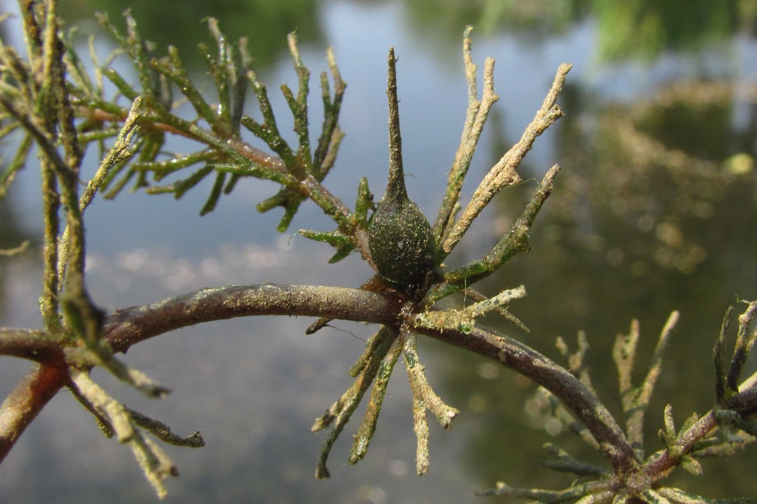 Image of Ceratophyllum demersum specimen.