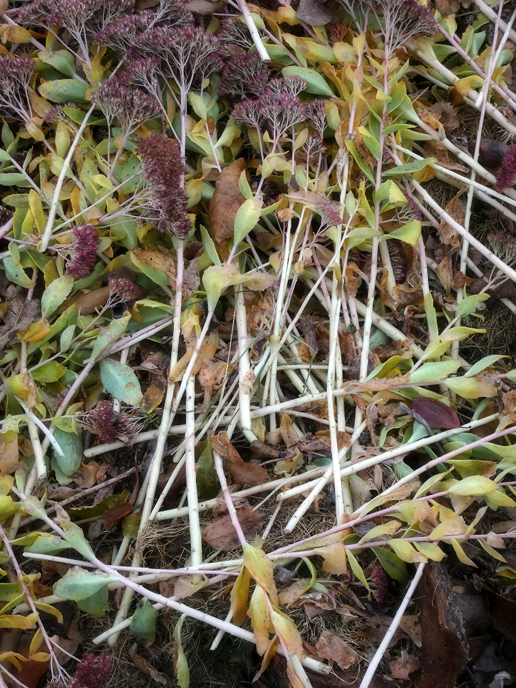 Image of Hylotelephium spectabile specimen.