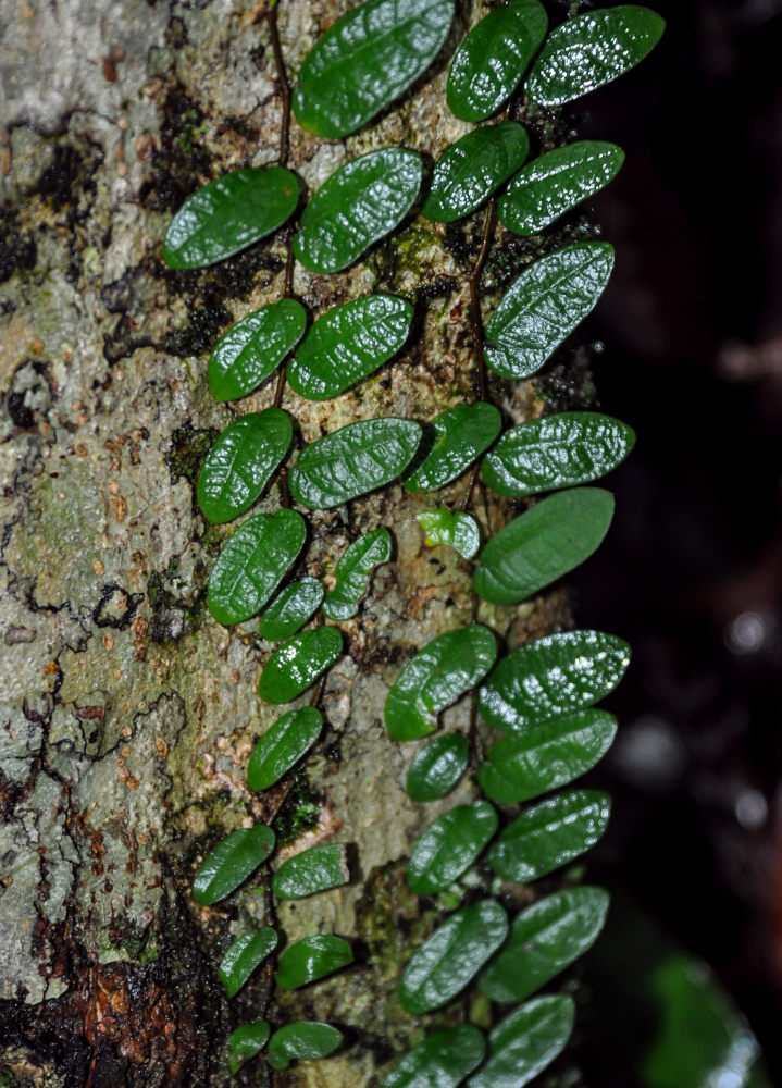 Image of Ficus punctata specimen.