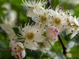 genus Crataegus. Цветки. Крым, городской округ Алушта, окр. Ангарского перевала, у автомобильной парковки рядом с метеостанцией. 27.05.2024.