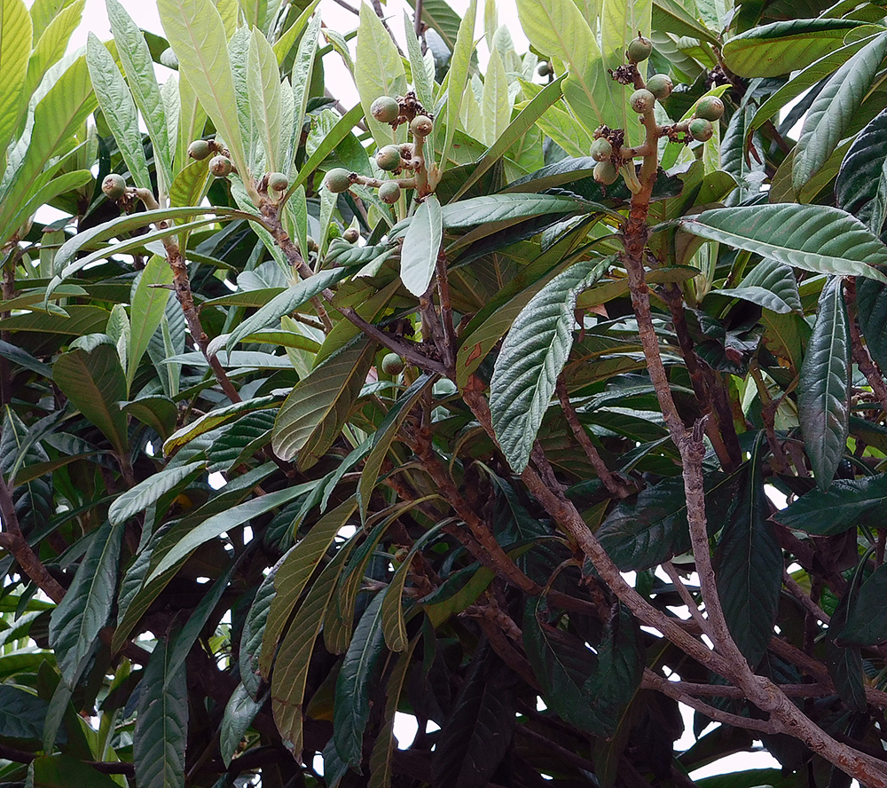 Image of Eriobotrya japonica specimen.