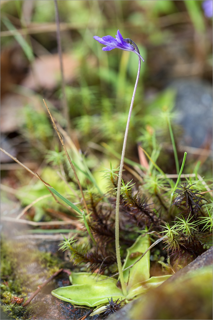 Изображение особи Pinguicula vulgaris.