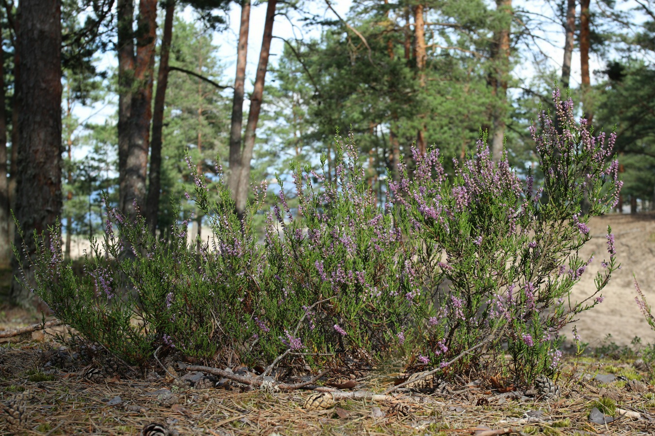 Изображение особи Calluna vulgaris.