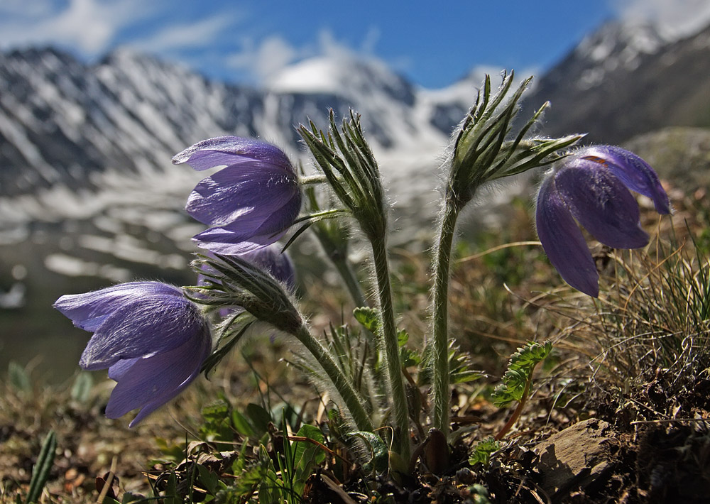 Image of Pulsatilla patens specimen.