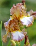 род Iris