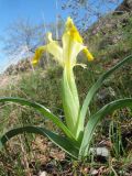 Juno orchioides