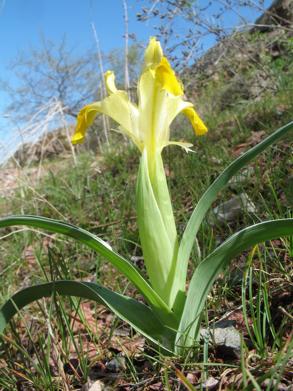 Image of Juno orchioides specimen.
