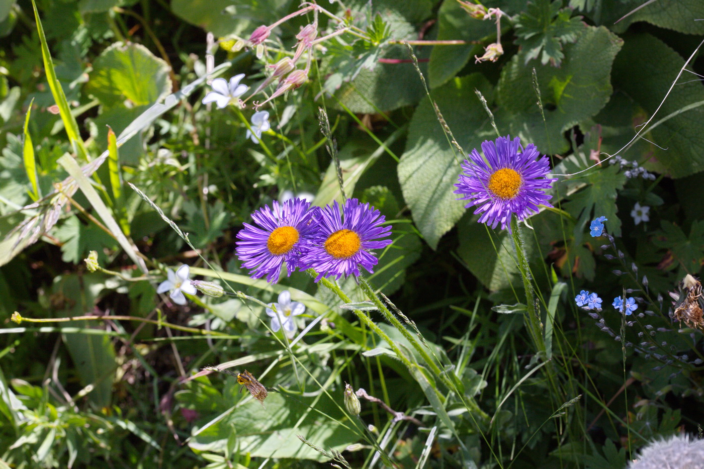 Image of Aster alpinus specimen.