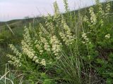 Spiraea hypericifolia. Цветущее растение. Волгоградская обл., Советский р-н г. Волгограда, балка Западная 2,5 км С пос. Горный, в нижней части склона. 27.04.2005.