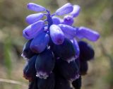 Muscari neglectum