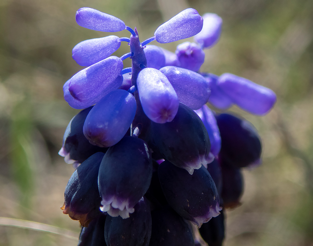Image of Muscari neglectum specimen.
