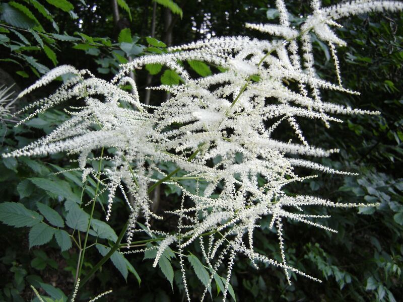 Изображение особи Aruncus sylvestris.