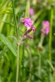 Melandrium dioicum. Верхушка побега с соцветием. Карелия, Лахденпохский р-н, окр. оз. Исо-Ийярви, опушка смешанного леса с преобладанием сосны (Pinus sylvestris), разнотравный луг. 13.06.2025.