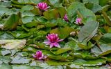 Nymphaea × marliacea
