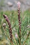 Myricaria squamosa. Соцветия с завязавшимися плодами. Таджикистан, Горно-Бадахшанская автономная обл., Рушанский р-н, хр. Северо-Аличурский, дол. р. Мургаб (ниже Сареза) у ручья Хурмахей, выс. ≈ 2600 м н.у.м., галечниковые наносы на дне ущелья. 29 июня 2024 г.