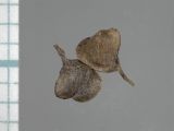 Scutellaria dependens