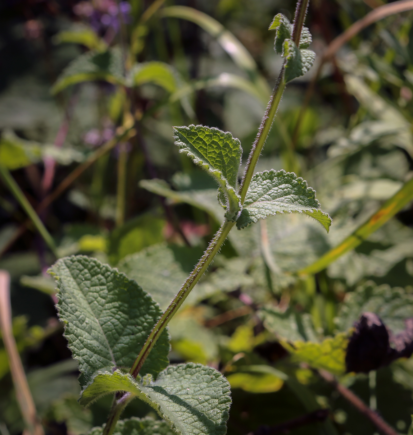 Image of Salvia verticillata specimen.