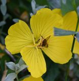 род Oenothera. Цветок с кормящимися шмелём и личинкой кузнечика(?). Калининградская обл., г. Зеленоградск, клумба. 24.07.2025.