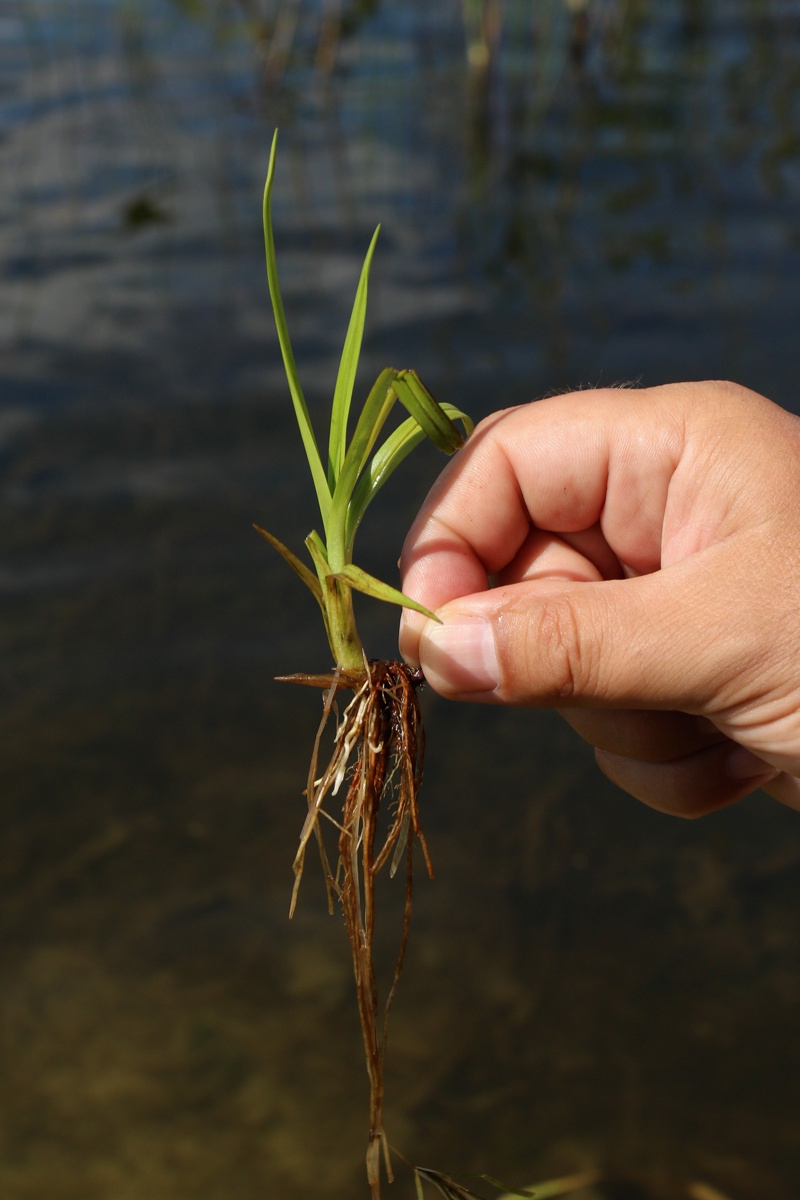 Изображение особи Scirpus sylvaticus.