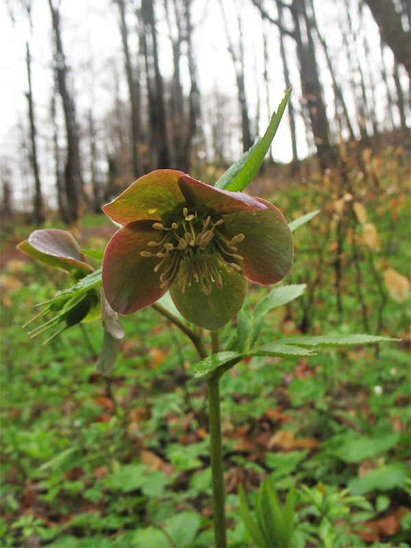 Изображение особи Helleborus purpurascens.