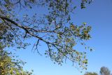 Ulmus laevis