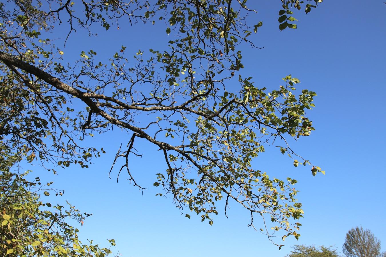 Image of Ulmus laevis specimen.