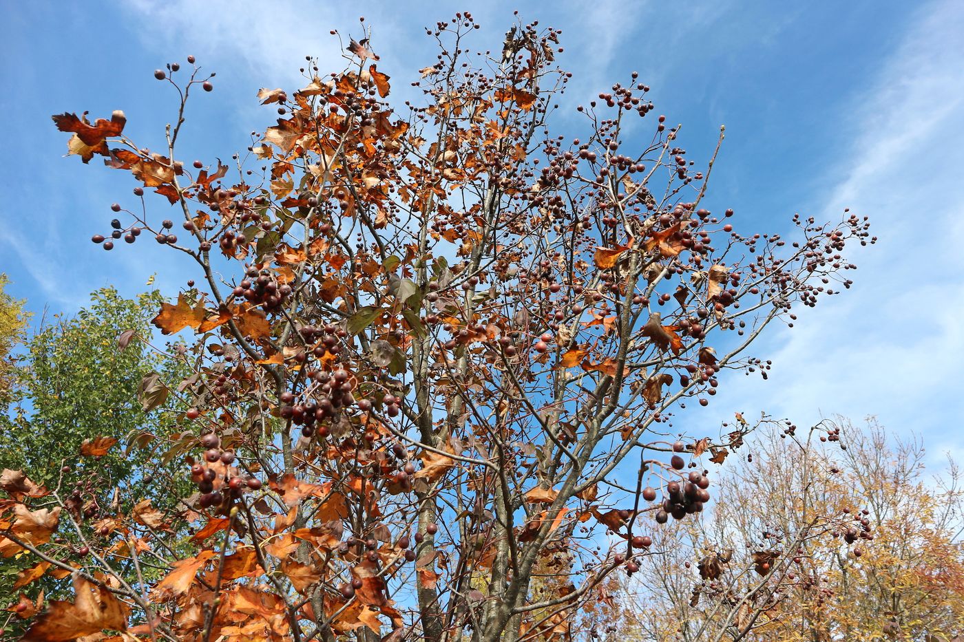 Image of genus Crataegus specimen.