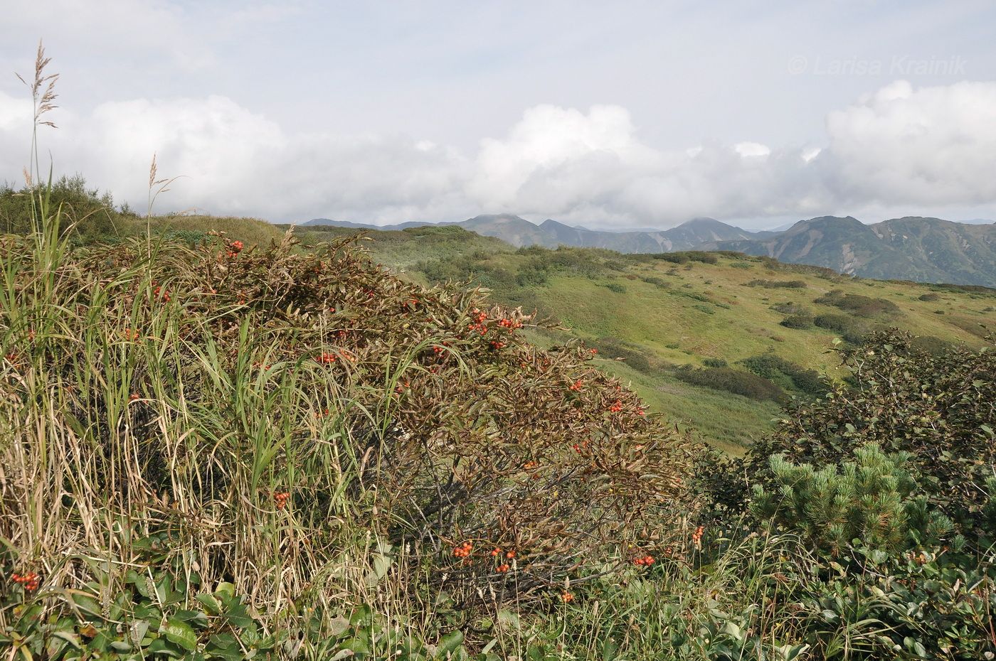Изображение особи род Sorbus.