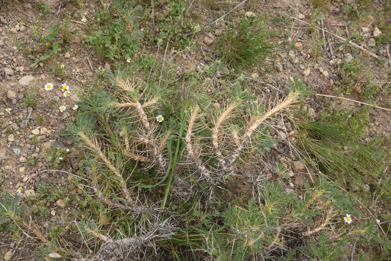 Image of genus Astragalus specimen.